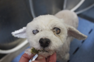 千葉県船橋市のトイプードルの歯磨き画像