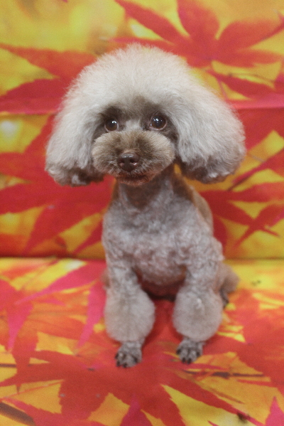 千葉県船橋市のトイプードルのトリミング画像