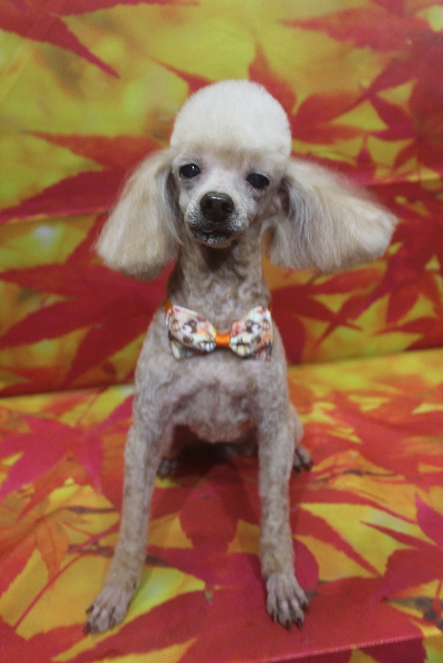 千葉県船橋市のトイプードルのトリミング画像