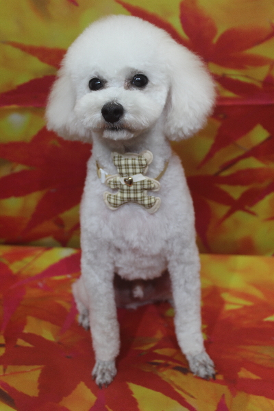 千葉県市川市のトイプードルのトリミング画像