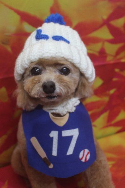 千葉県鎌ケ谷市のトイプードルのトリミング画像