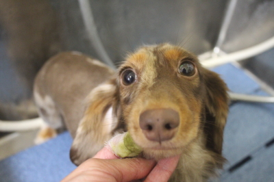 千葉県佐倉市のカニンヘンダックスの歯磨き画像