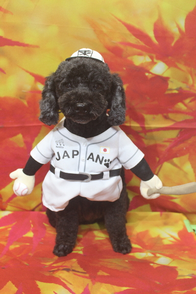 千葉県松戸市のトイプードルのトリミング画像