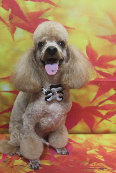 千葉県鎌ヶ谷市のトイプードルのトリミング画像