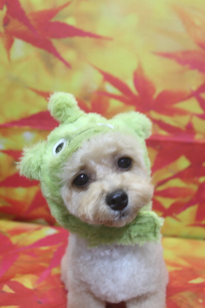 千葉県船橋市のトイプードルのトリミング画像