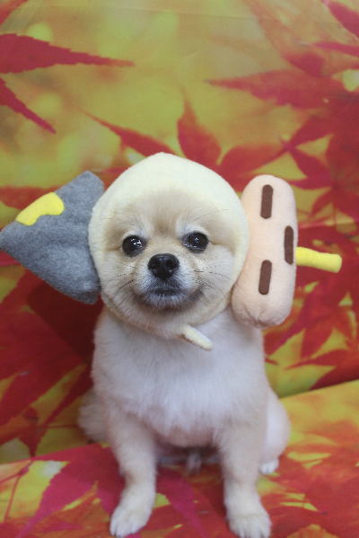 千葉県船橋市のポメラニアンのトリミング画像