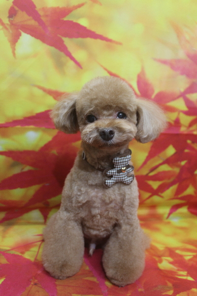 千葉県船橋市のトイプードルのトリミング画像