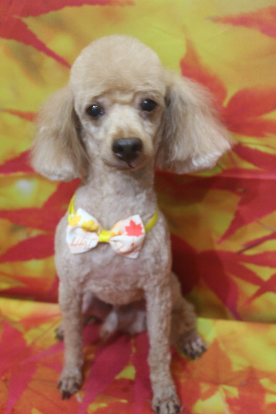 千葉県船橋市のトイプードルのトリミング画像