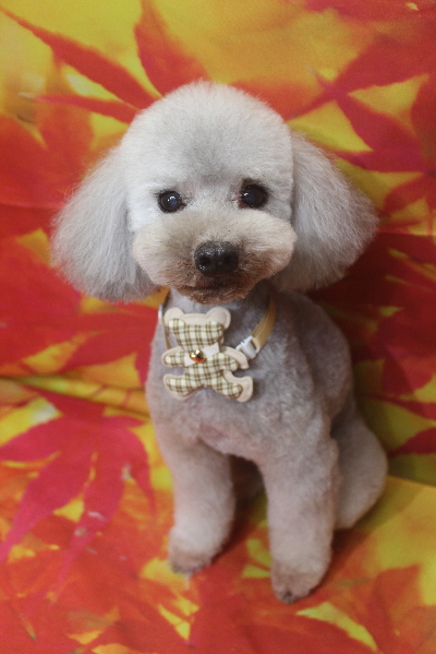 千葉県船橋市のトイプードルのトリミング画像