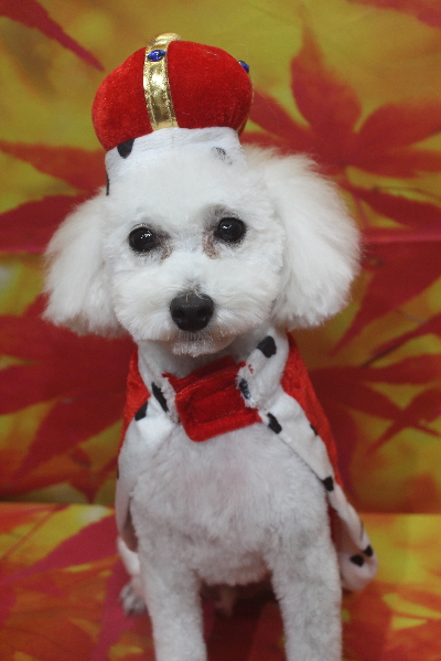 千葉県市川市のトイプードルのトリミング画像