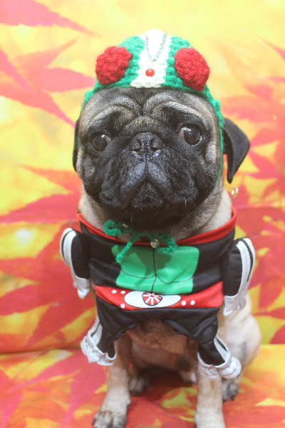 千葉県鎌ケ谷市のパグのトリミング画像