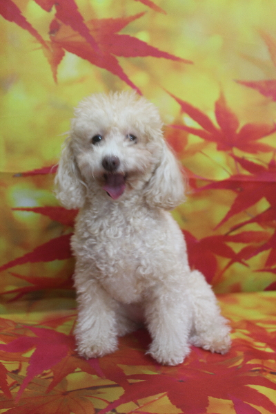 千葉県船橋市のトイプードルのトリミング画像