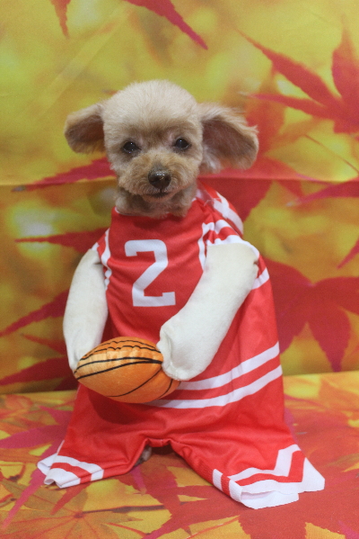 千葉県船橋市のトイプードルのトリミング画像