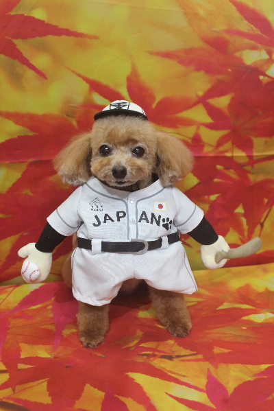 千葉県鎌ケ谷市のトイプードルのトリミング画像