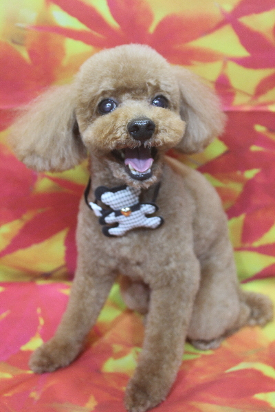 千葉県船橋市のトイプードルのトリミング画像