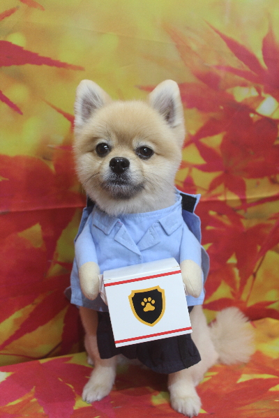 千葉県船橋市のポメラニアンのトリミング画像