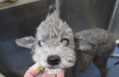 千葉県船橋市のトイプードルの歯磨き画像