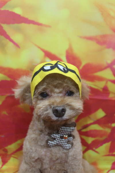 千葉県船橋市のトイプードルのトリミング画像