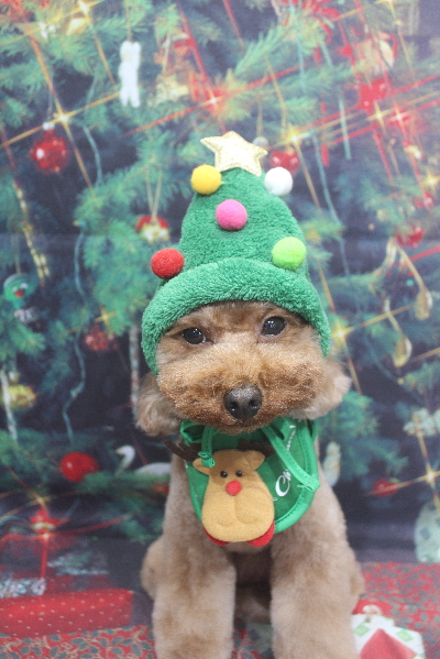 千葉県市川市のトイプードルのトリミング画像