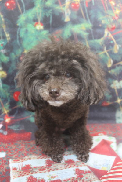 千葉県柏市のトイプードルのトリミング前画像