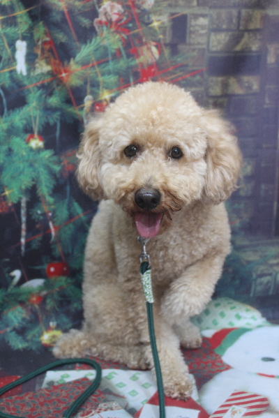 千葉県船橋市のトイプードルのトリミング前画像