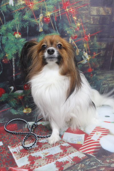 千葉県鎌ヶ谷市のパピヨンのトリミング前画像