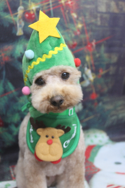 千葉県船橋市のトイプードルのトリミング画像