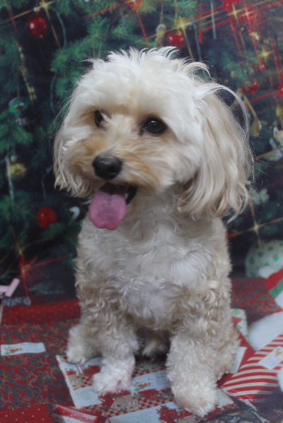 千葉県鎌ヶ谷市のミックス犬のトリミング前画像