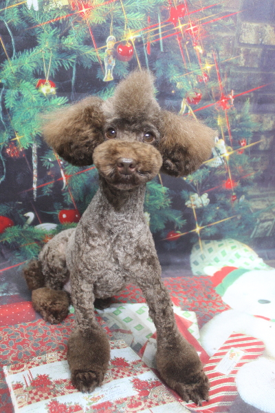 トイプードルブリーダーの成犬、トリミング画像