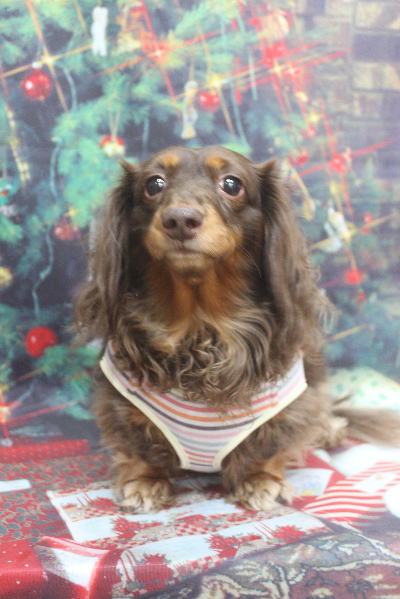 千葉県松戸市のミニチュアダックスのトリミング前画像