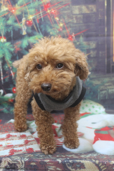 千葉県船橋市のトイプードルのトリミング前画像