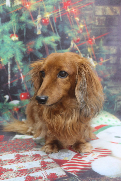 千葉県鎌ケ谷のミニチュアダックスのトリミング前画像