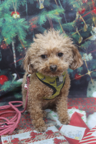 千葉県船橋市のトイプードルのトリミング前画像