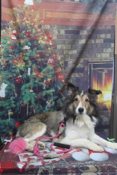 千葉県船橋市のシェルティのトリミング前画像