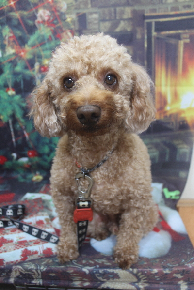 千葉県船橋市のトイプードルのトリミング前画像