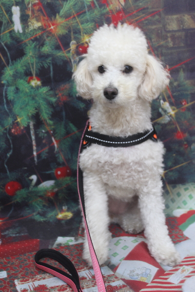 千葉県鎌ヶ谷市のトイプードルのトリミング前画像