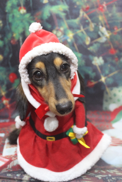 千葉県船橋市のミニチュアダックスのトリミング画像