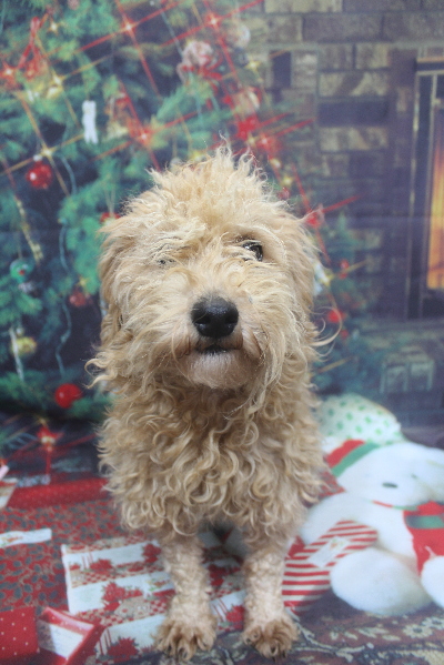 トイプードルブリーダーの成犬、トリミング画像