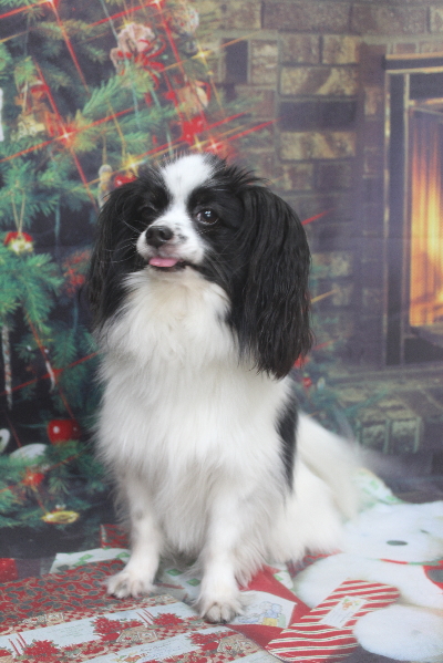 茨城県龍ヶ崎市のパピヨントリミング前画像