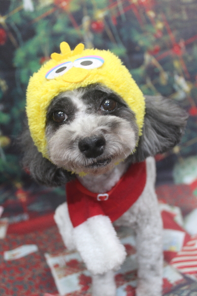 千葉県鎌ケ谷市のトイプードルのトリミング画像