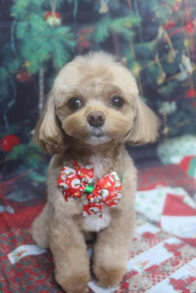 千葉県船橋市のミックス犬のトリミング画像