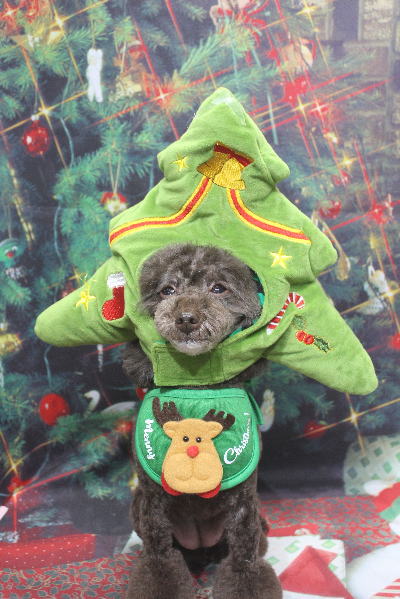 千葉県柏市のトイプードルのトリミング画像