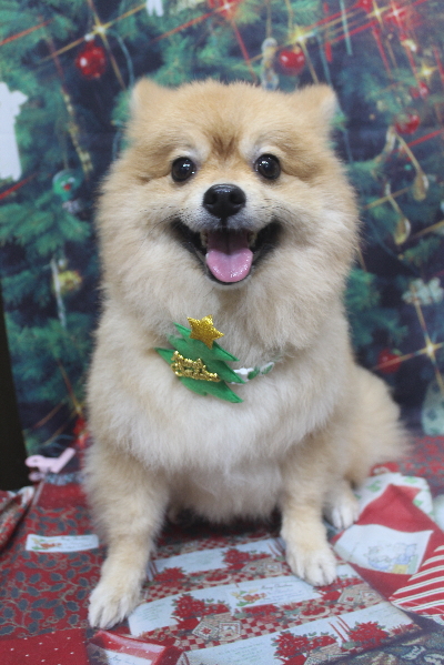 千葉県船橋市ポメラニアンのトリミング画像