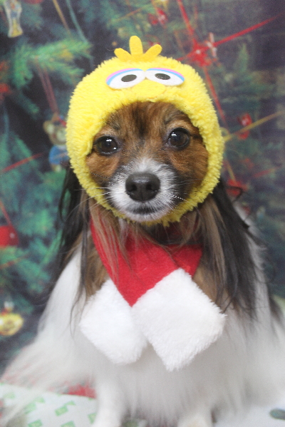 千葉県鎌ヶ谷市のパピヨンのトリミング画像