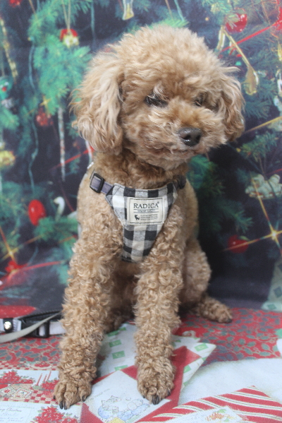 千葉県鎌ヶ谷市のトイプードルのトリミング前画像