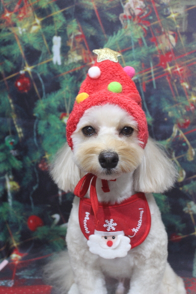 千葉県鎌ヶ谷市のミックス犬のトリミング画像