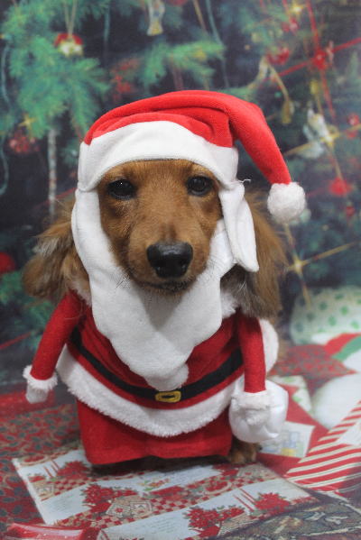 千葉県鎌ケ谷のミニチュアダックスのトリミング画像