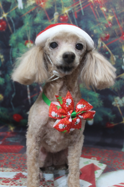 千葉県船橋市のトイプードルのトリミング画像