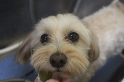 千葉県鎌ケ谷市のミックス犬の歯磨き画像