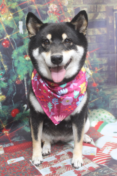 千葉県船橋市の柴犬のトリミング画像